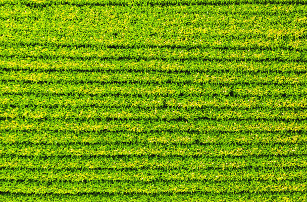 Pole soi z rzędami roślin soi. Widok z lotu ptaka. Rolnictwo w Austrii - Zdjęcie, obraz