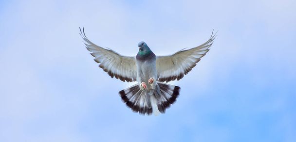 Pigeon flying on blue sky. Tumbler Pigeon. - Valokuva, kuva