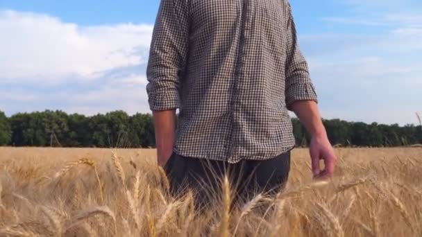 Male farmer standing in wheat field and looking at golden plantation. Close up of young agronomist examining barley meadow at sunny day. Concept of agricultural business. Crane shot Slow motion - Video