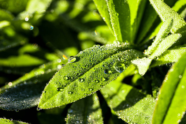 Drops of morning dew on the green leaves of a lupine with reflections of the dawn sun. A closeup. - Photo, Image