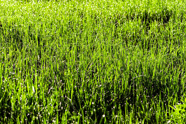Texture de jeune herbe verte au printemps matin, recouverte de gouttes de rosée ou de pluie avec les rayons du soleil qui s'y reflètent. Gros plan. - Photo, image