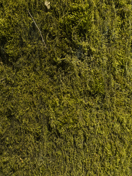Moss on the tree - Foto, afbeelding