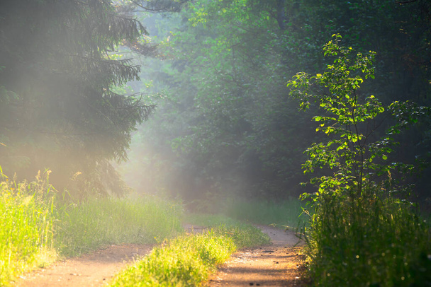 Сільська дорога в лісі з ранковим туманом. Лісовий пейзаж з копіювальним простором посередині картини. Прекрасне сонячне світло в зеленому лісі
. - Фото, зображення