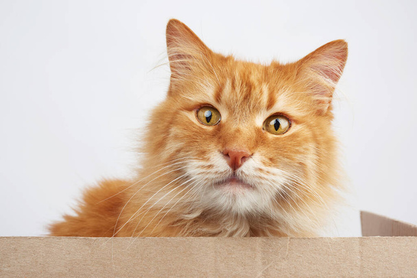 rudy kot siedzi w brązowym kartonowym pudełku na białym tle, zwierzę patrzy w aparat - Zdjęcie, obraz