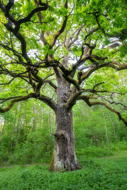 Високий зелений дуб з пишним листям влітку. Концепція зеленої природи. Літній фон природи
. - Фото, зображення