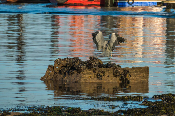 gray heron ardea cinerea landing on a rock in the sea - Photo, Image