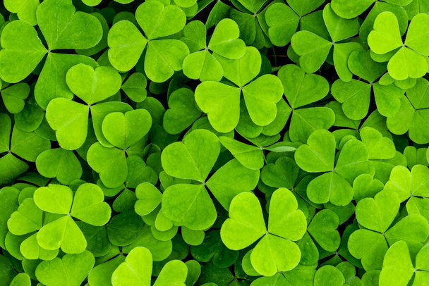 Background with green clover leaves for Saint Patrick's day. Abstract backdrop for design with a shamrock. - Photo, Image