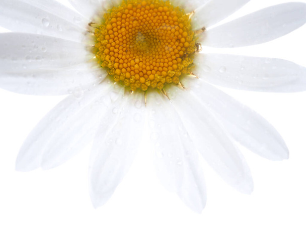 daisy flower on a white background - Foto, afbeelding