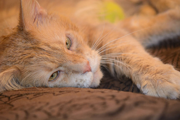 Hasta kırmızı kedi kanepede uzanıyor ve veteriner doktoru bekliyor. - Fotoğraf, Görsel