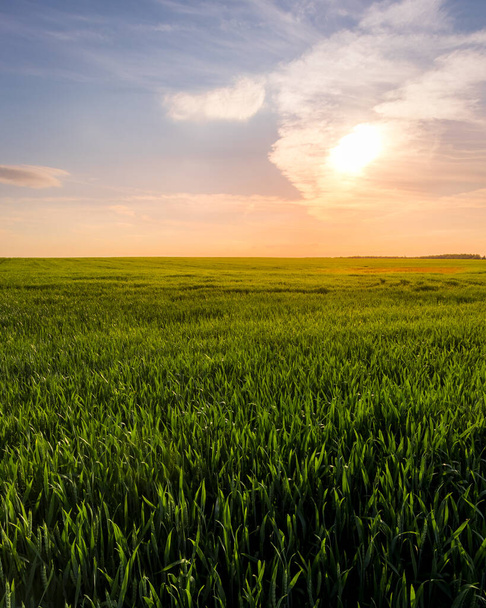 若い緑のライ麦の耳と晴れた日にそれを通る道を持つ農業分野での日没または日の出。太陽の光が雲を突き抜けていく。風景. - 写真・画像