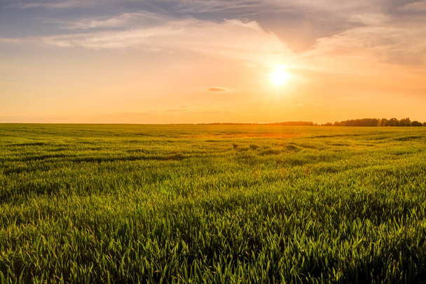 Закат или восход солнца на сельскохозяйственном поле с колосьями молодой зеленой ржи и тропинкой через нее в солнечный день. Солнечные лучи проносятся сквозь облака. Пейзаж. - Фото, изображение