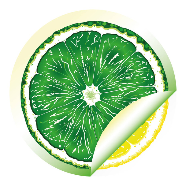 A lemon hiding under a lime. - Vector, Image