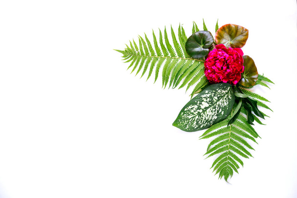 Top view of green tropical leaves and red flowers on a white background. Flat lay, top view, copy space. Minimal summer concept with fern and dieffenbachia leaves. Flowers composition. - Fotoğraf, Görsel