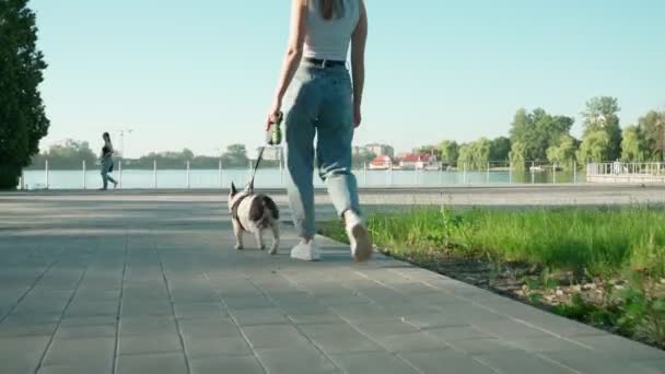 Unrecognizable woman walking with french bulldog in park. - Imágenes, Vídeo