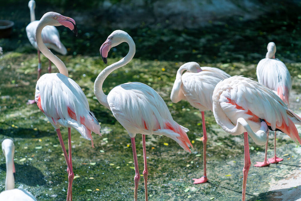 Flamingos in Vietnam zoo. This is a precious bird that needs to be preserved in the natural world - Photo, Image