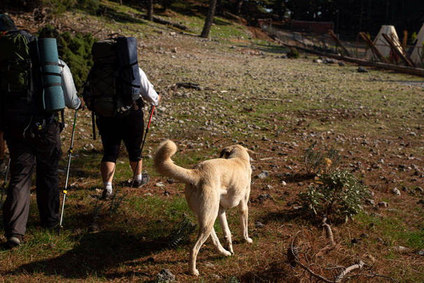 Cane selvatico e gruppo di turisti - Foto, immagini