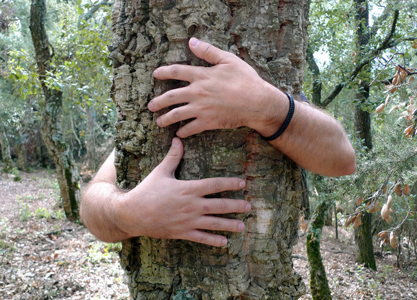Baum umarmt - Foto, Bild
