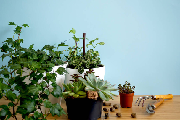 Indoor home garden plants. Collection various flowers - Snake plant, succulents, Ficus Pumila, lyrata, Hedera helix, Alocasia sanderiana. Stylish botany composition of home interior blue background - Foto, Imagen