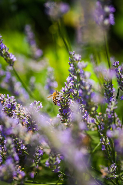 Close-up foto van een honingbij die nectar verzamelt en stuifmeel verspreidt op violette lavendelklevers. Milieuecologie duurzaamheid. Kopieerruimte, selectieve focus. - Foto, afbeelding