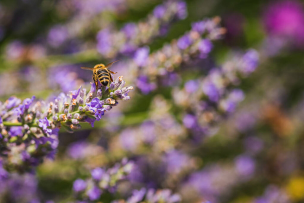 Közelkép egy mézelő méhről, amint nektárt gyűjt és virágport terjeszt a levendula lila virágaira. Környezetökológiai fenntarthatóság. Fénymásolás, szelektív fókusz. - Fotó, kép