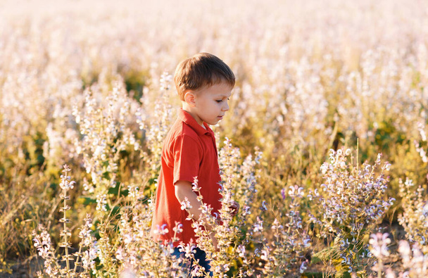 boy walking in sage field at sunset - Фото, зображення