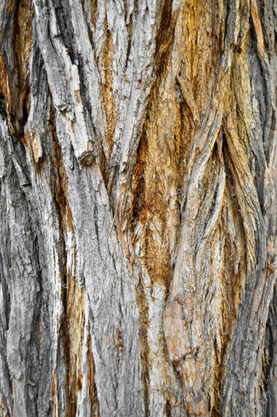 Detalle de textura de corteza de acacia vieja marrón, textura de corteza de roble de fondo de cerca
 - Foto, imagen