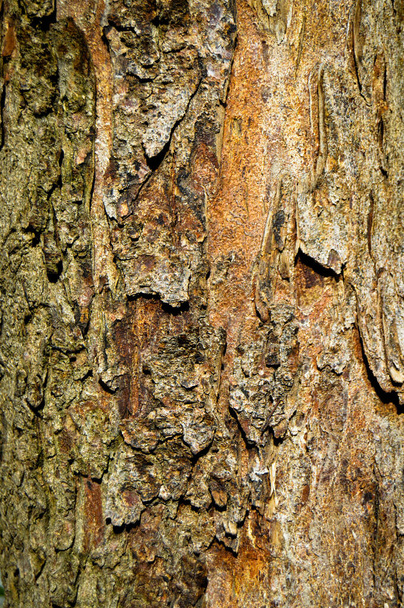 Alte Baumrinde Textur Detail, Hintergrund Rinde Textur Nahaufnahme - Foto, Bild