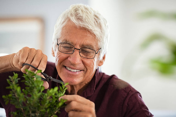 Close up face of happy senior man wearing eyeglasses trimming bonsai at home. Retired old gardener using special scissors for pruning wood branches of bonsai. Happy elder man cutting the ornamental plant as a hobby. - Foto, Bild