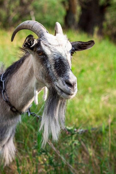 retrato de una cabra muy linda con un collar en el pueblo en el verano caliente, ella mira directamente a la cámara
 - Foto, imagen