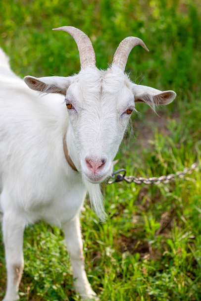 портрет одной очень милой белой козы с воротником в деревне в жаркое лето, она смотрит прямо в камеру
 - Фото, изображение