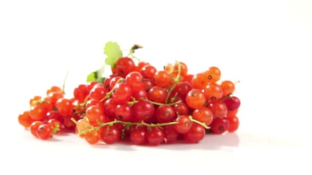 Reife leckere Beeren von roten Johannisbeeren auf einem weißen Teller auf weißem Hintergrund. - Filmmaterial, Video