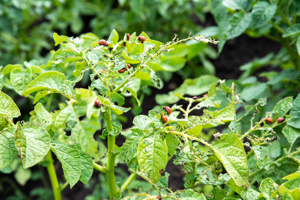 Coléoptères du Colorado sur les feuilles de pomme de terre. Des insectes ravageurs. La récolte est menacée.. - Photo, image