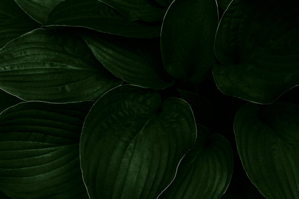 Dark green leaves background. Close-up. Top view. - 写真・画像