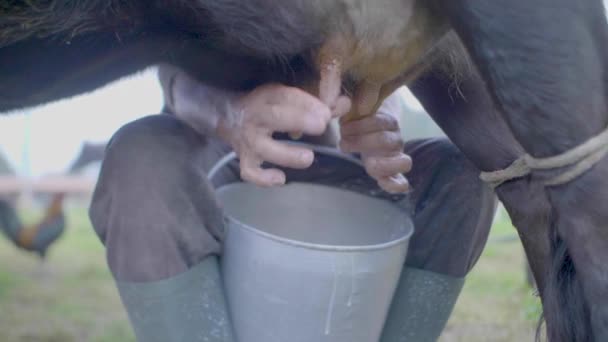 Man Milking a Cow 's Teat into a Metal Bucket
   - Кадры, видео
