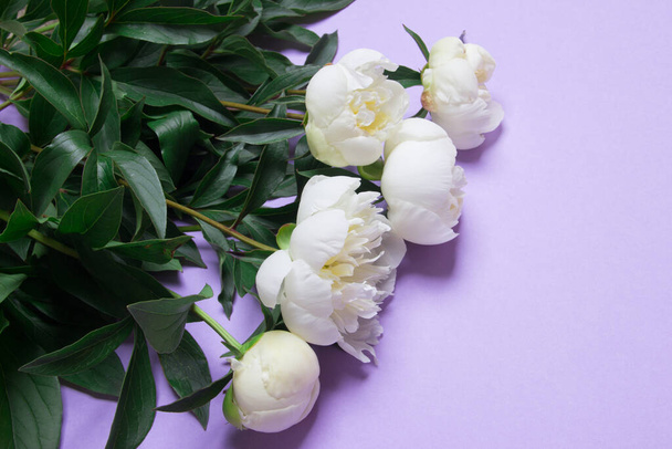 bouquet of white peony on purple backgroud with copy space in right side of photo. close up. - Photo, Image