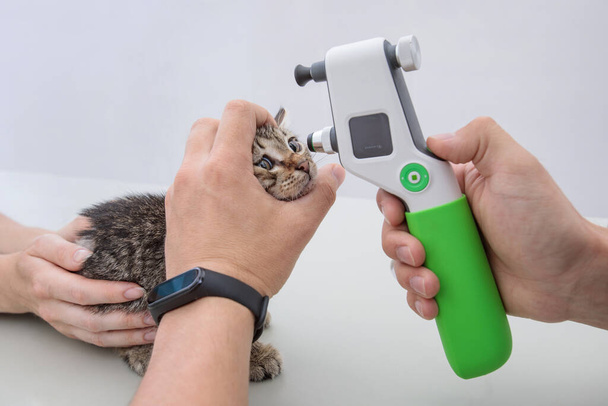 Professional doctor is checking-up eyesight of kitty at a veterinarian clinic. - Foto, Imagem