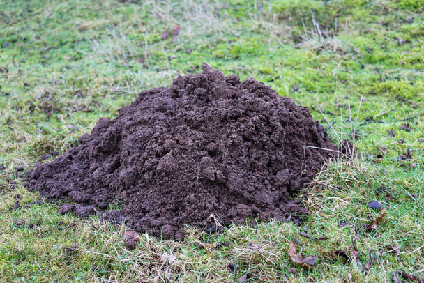 Large soil mole hill - Photo, Image