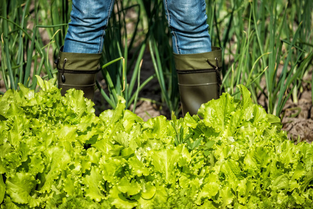 Hojas de lechuga de crecimiento exuberante y cebollas verdes y pies en botas de goma.Niña agricultora cosechando hojas de lechuga en el campo. Productos agrícolas veganos ecológicos
. - Foto, imagen