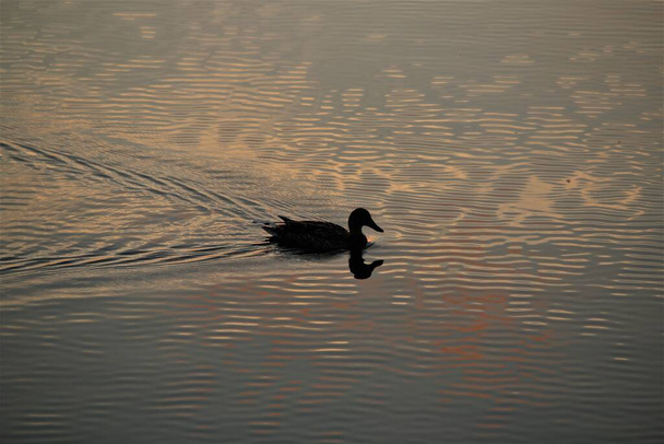 Kaczka podczas zachodu słońca pływająca na jeziorze - Zdjęcie, obraz