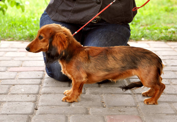 Tacskó Hosszú hajú kutya állvány pórázon - Fotó, kép