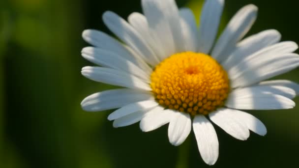 Hermosa flor de margarita al sol en un jardín de verano
 - Metraje, vídeo