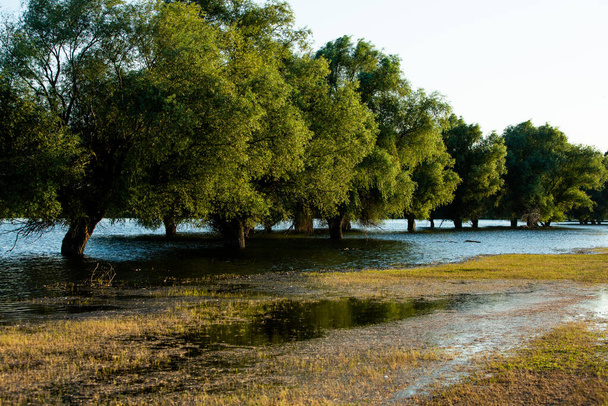 Árboles en un lago con raíces bajo el agua y ramas en Moldavia. Árboles en pantanos y lodos de Europa Central. Reflejo de árboles en el agua. Campo y parque invadidos. Inundaciones en el río
 - Foto, imagen