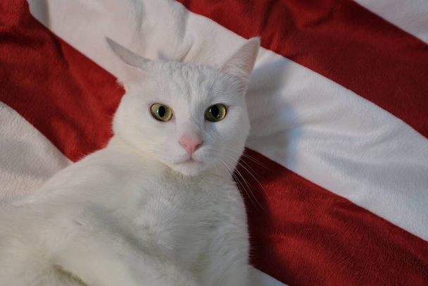 Top view of one cute pure white cat lying on red white striped sheet. Смотреть в камеру
 - Фото, изображение
