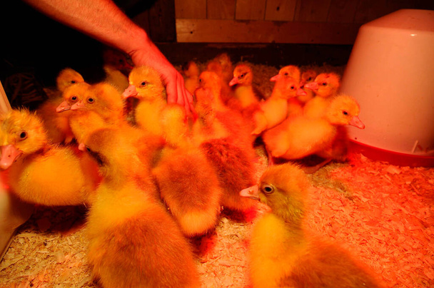 cría de pollitos con calentador infrarrojo, luz infrarroja en el gallinero
 - Foto, imagen