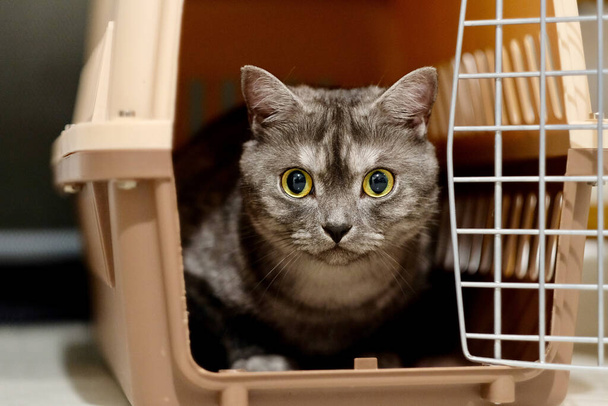 cerrar la cara frontal de un gato británico Shorthair en la caja de aire (portador de mascotas). Ojos abiertos mirando a la cámara. Fondo desenfocado
 - Foto, imagen