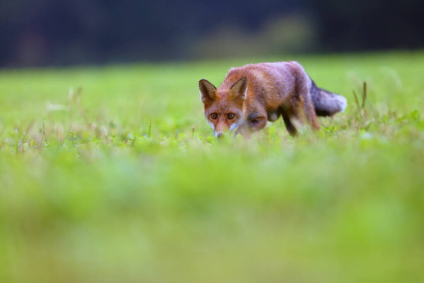 El zorro rojo (Vulpes vulpes) busca comida en un prado. Zorro rojo joven en el campo verde con bosque de abeto oscuro en el fondo.Zorro joven con piel de naranja en la hierba verde
. - Foto, Imagen