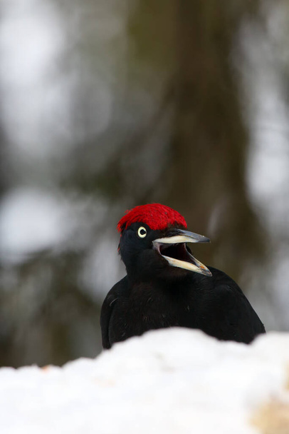 De zwarte specht (Dryocopus martius) zit op de grond op een besneeuwde heuvel. Portret van een grote zwarte specht met een rode kop in de winter met een open snavel met een achtergrond van naaldbomen. - Foto, afbeelding