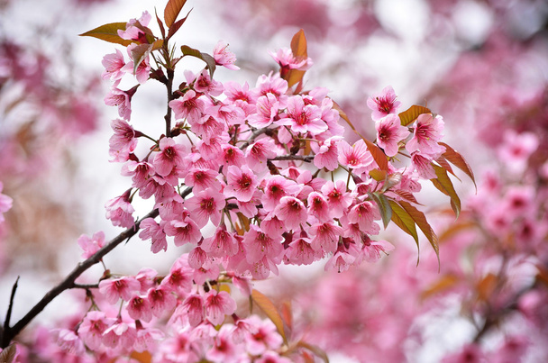 wild himalayan cherry flower - Photo, Image