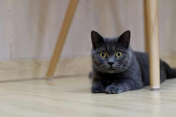 Закрыть одну британскую коротенькую голубую кошку, лежащую под деревянным стулом и смотрящую в камеру. Фон размытия
 - Фото, изображение