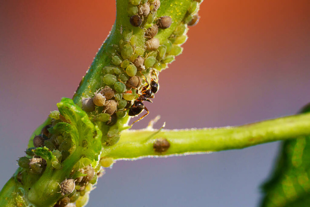 Колония тли и муравьев на садовых растениях - Фото, изображение